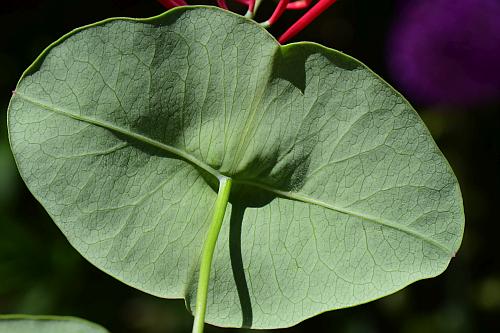 Lonicera_sempervirens_leaf3.jpg