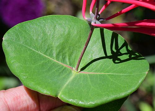 Lonicera_sempervirens_leaf4.jpg