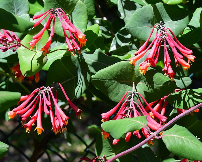 Lonicera_sempervirens_plant.jpg