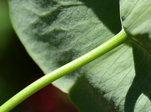 Lonicera_sempervirens_stem.jpg