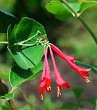 Lonicera sempervirens thumbnail