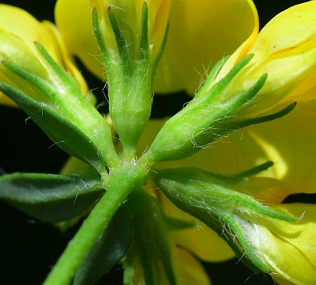 Lotus_corniculatus_calyces.jpg