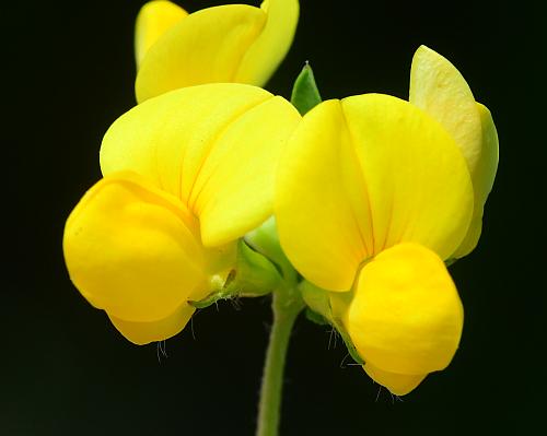 Lotus_corniculatus_flowers.jpg