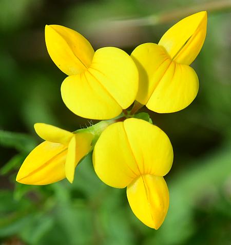 Lotus_corniculatus_flowers2.jpg