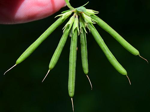 Lotus_corniculatus_fruits.jpg