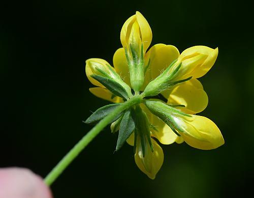 Lotus_corniculatus_inflorescence1.jpg