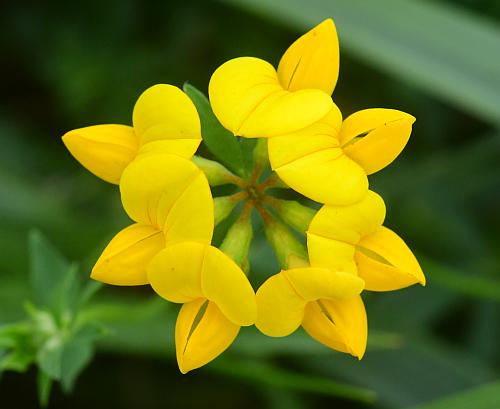 Lotus_corniculatus_inflorescence2.jpg