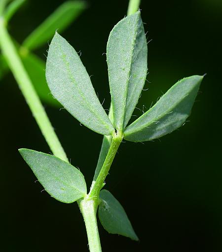 Lotus_corniculatus_leaf2.jpg