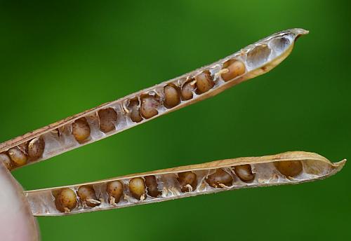 Lotus_corniculatus_seeds.jpg