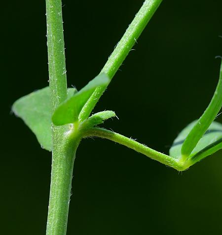 Lotus_corniculatus_stem.jpg