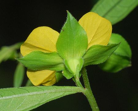 Ludwigia_alternifolia_calyx.jpg