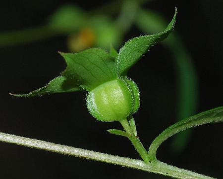 Ludwigia_alternifolia_calyx2.jpg