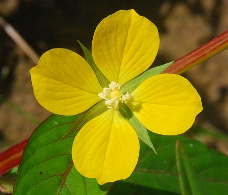 Ludwigia_alternifolia_corolla.jpg