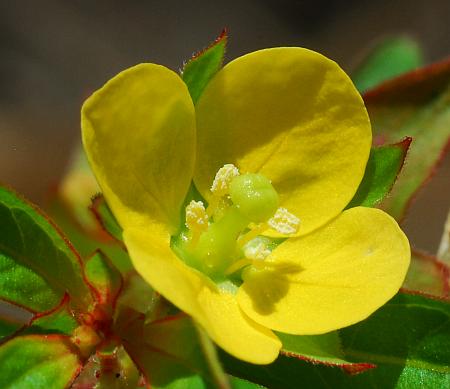 Ludwigia_alternifolia_flower.jpg