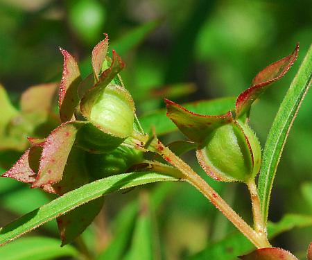 Ludwigia_alternifolia_fruits1.jpg