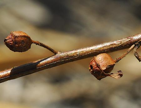 Ludwigia_alternifolia_fruits2.jpg