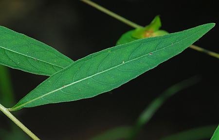 Ludwigia_alternifolia_leaf1.jpg