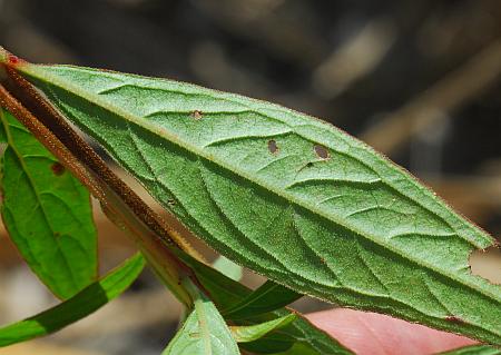 Ludwigia_alternifolia_leaf2.jpg