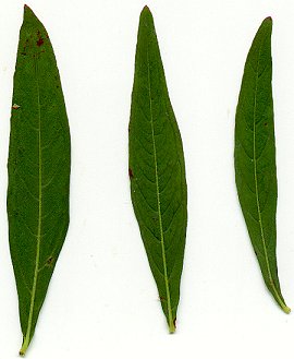 Ludwigia_alternifolia_leaves.jpg