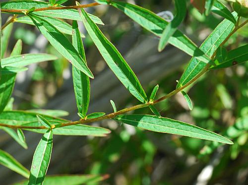 Ludwigia_alternifolia_leaves1.jpg