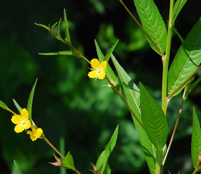 Ludwigia_alternifolia_plant.jpg