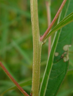 Ludwigia_alternifolia_stem.jpg