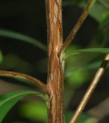 Ludwigia_alternifolia_stem2.jpg