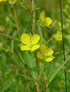 Ludwigia alternifolia thumbnail