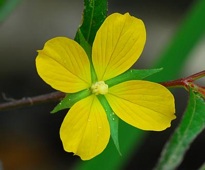 Ludwigia_decurrens_flower1.jpg