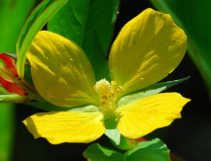 Ludwigia_decurrens_flower2.jpg