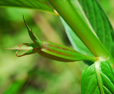 Ludwigia_decurrens_fruit.jpg