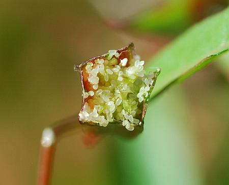 Ludwigia_decurrens_fruit2.jpg