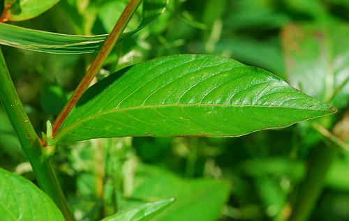 Ludwigia_decurrens_leaf1.jpg