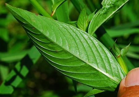 Ludwigia_decurrens_leaf2.jpg