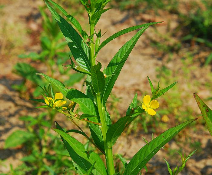 Ludwigia_decurrens_plant.jpg