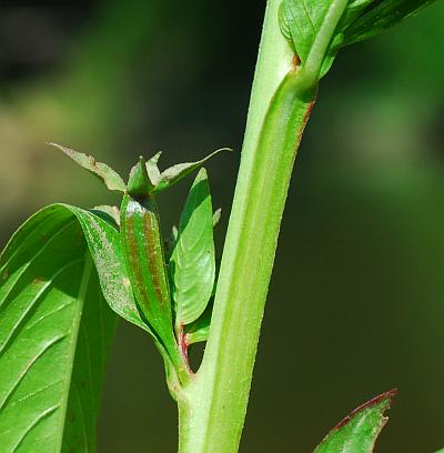 Ludwigia_decurrens_stem.jpg