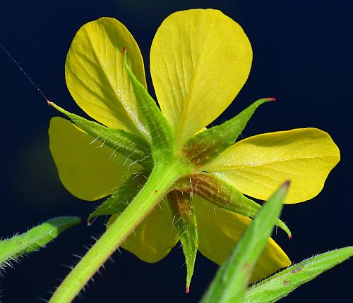 Ludwigia_leptocarpa_calyx.jpg