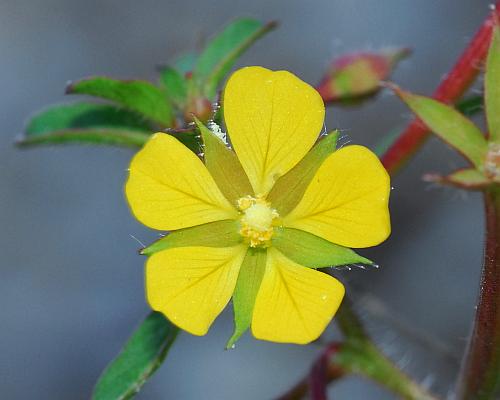 Ludwigia_leptocarpa_flower1.jpg