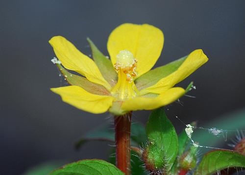 Ludwigia_leptocarpa_flower2.jpg