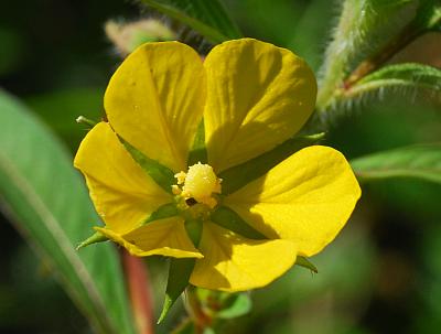 Ludwigia_leptocarpa_flower3.jpg