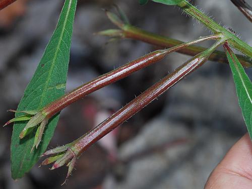 Ludwigia_leptocarpa_fruits.jpg