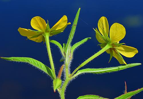 Ludwigia_leptocarpa_inflorescence.jpg