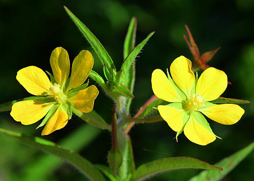 Ludwigia_leptocarpa_inflorescence2.jpg