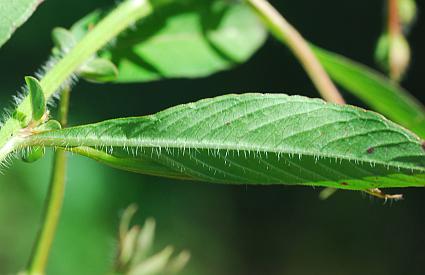Ludwigia_leptocarpa_leaf.jpg
