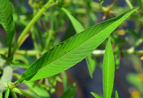 Ludwigia_leptocarpa_leaf1.jpg