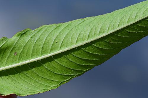 Ludwigia_leptocarpa_leaf2.jpg