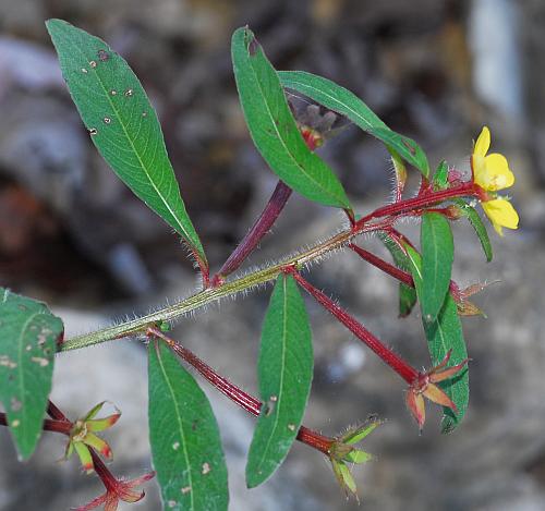 Ludwigia_leptocarpa_leaves.jpg