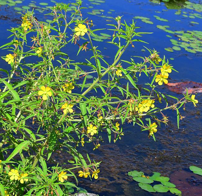 Ludwigia_leptocarpa_plant.jpg