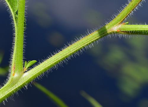 Ludwigia_leptocarpa_stem.jpg