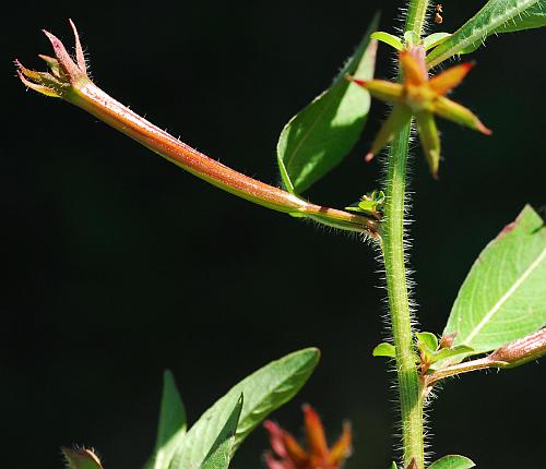 Ludwigia_leptocarpa_stem2.jpg